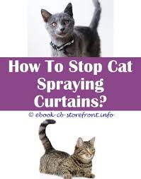 Spaying and neutering will help both of your animals and you. 15 Irresistible Will Female Cat Stop Spraying If Spayed Toxoplasmosis Admirable