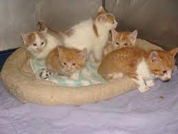 See a list of seven places to get free kittens, and learn about the hidden price tag. Mystery Of The Orange And White Kittens Of New Ulm Minnesota Life With Cats