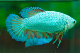 Light Green Dragon Halfmoon Female Bred By Sirinut Betta Farm Betta Fish Betta Betta Fish Care