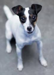 Jack Russell Terrier Black And Brown Adopt Squiggles On Petfinder Terrier Mix Rat Terrier Mix Pitbull Terrier