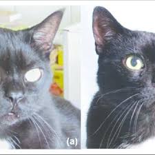 People with acromegaly have several medications they can try to treat this growth disorder. Pdf Acromegaly In A Non Diabetic Cat