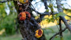 It causes fruit to grow small and lopsided. Tree Diseases Black Rot Of Apple Trees Iron Tree Tree Knowledge Base
