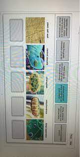 Cytoplasm contains the following compositions Regulates Cytoplasm Composition Creates Internal Chegg Com