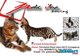 Kucing bengal juga memiliki tulang yang besar dan tebal.bulu kucing ini rapat,tebal. Jual Kucing Bengal Hewan Peliharaan