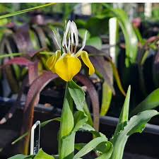 Image result for Littonia modesta