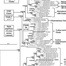 Image result for Lotus becquetii