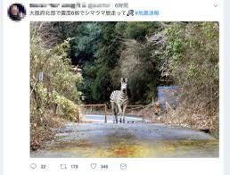 福島県 茨城県 群馬県 栃木県 埼玉県 千葉県 東京都 神奈川県 山梨県 長野県 新潟県 富山県 石川県 福井県 静岡県 岐阜県 愛知県 三重県 大阪府 兵庫県 京都. å¤§é˜ªåœ°éœ‡ã§ã‚·ãƒžã‚¦ãƒžè„±èµ° ã®ãƒ‡ãƒžãŒæ‹¡æ•£ è­¦å¯ŸãŒæ³¨æ„å'¼ã³ã‹ã' ãƒãƒ•ãƒã‚¹ãƒˆ