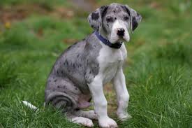 Pet city pet shops has great dane puppies for sale! Daniff Great Dane Mastiff Mix Breed Full Guide Spockthedog Com