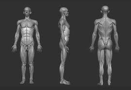 Full Body Anatomy 3d Model In Zbrush Free Download Body Anatomy Zbrush Anatomy