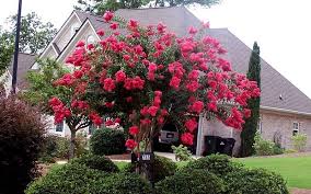 Crepe myrtle likes full sun, but in drought conditions or even when it's rainy, the flowering may be i've had a crepe myrtle for 10 years that has never flowered. Arapaho Crape Myrtle Trees Lagerstroemia Crape Myrtle Myrtle Tree