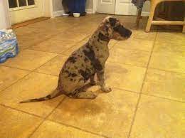 Great dane puppies greensboro nc. Great Dane Puppies For Sale In Rockingham North Carolina Classified Americanlisted Com