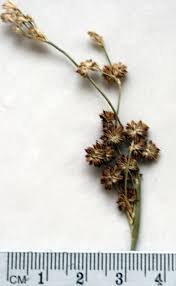 Image result for Juncus punctorius