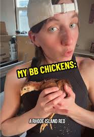 My best friends chicken collection!!