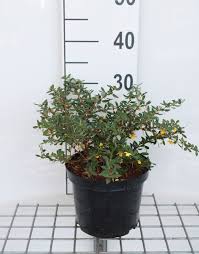 Image result for Berberis verruculosa