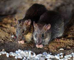 Newborn Baby Dies After Being Attacked By Rats In Hospital The Independent The Independent