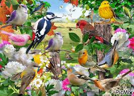 Bird Bird Bird Is The Word Gif Https Encrypted Tbn0 Gstatic Com Images Q Tbn 3aand9gcqqbpv5orstwpd99gegq 1jjsnj Asdluvxfg Usqp Cau