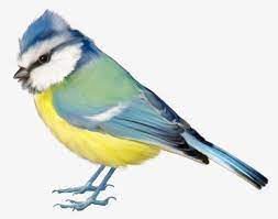 Birds Birds Bird Clipart Birds Natural Png And Vector With Transparent Background For Free Download Bird Clipart Bird Birds