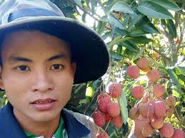 Vải thiều sớm được giá, nông dân Tây Nguyên thu lãi "khủng"