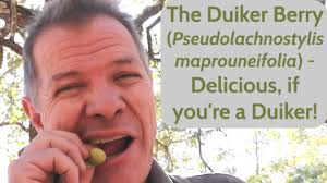 Image result for Pseudolachnostylis maprouneifolia