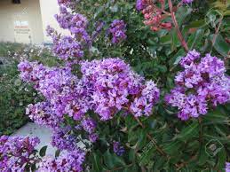 Flowers spring trees spring flowers purple flowers purple flowers trees spring trees spring purple purple trees flower flora nature bloom blossom garden colorful petals blue tree high definition picture petal plant beautiful green fresh stamens sky violet vibrant tulips tulip floral branch pink background. Lagerstroemia Indica Purple Cultivar With Purple Flowers Small Stock Photo Picture And Royalty Free Image Image 32489710