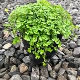 Image result for Soleirolia