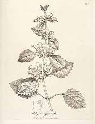 Lemon Balm Botanical Drawings Plant Drawing Drawings