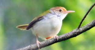 Suara khas burung cici padi merah atau ciplukan atau shalome ataupun cici meong yg cocok buat pemikat ataupun masteran. Vidio Suara Cici Padi Betina Suara Cici Merah Gacor Sudah Teruji Di Depan Juri Youtube Suara Burung Cici Padi Buat Pikat Sangat Istimewa Sudah Terbukti Ampuh Buat Pikat Burung Kecil
