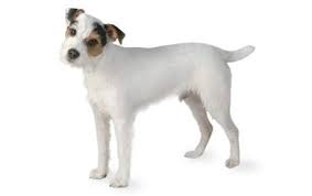 Jack Russell Terrier Dog Breed Information Pictures