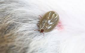 The dog skin like humans has the ability to expel the tick out in a natural way as opposed to pocking around the bitten area. How To Tell How Long A Tick Has Been Attached To A Dog Healthy Homemade Dog Treats