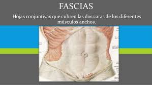 Fascias Y Aponeurosis Del Abdomen A flattened fibrous membrane, similar to a tendon, that binds muscles together or connects them to other body parts like. fascias y aponeurosis del abdomen