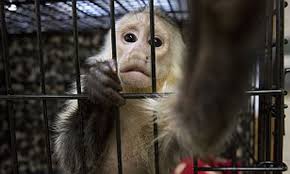 Navigate to the first navigate to the refine search options. Outrage Of Animal Welfare Groups Over Japanese Pet Shop That Insists On Selling Exotic Animals Daily Mail Online