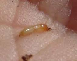 How Big Are Termites A Termite Size Guide