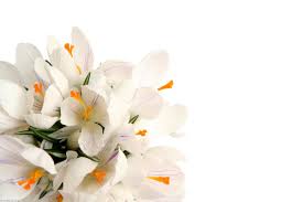 I fiori bianchi possiedono anzitutto un aroma seducente. Fiori Bianchi 131 Natura Foto Fiori Fiori Bianchi Ac7ans Stampa Con Cornice Foto Nature