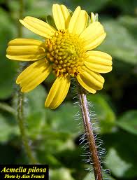 Image result for Acmella