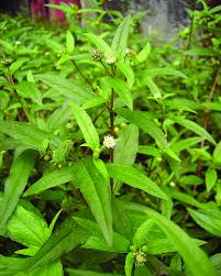 Image result for Eclipta prostrata