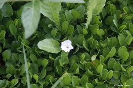 Image result for Falkia