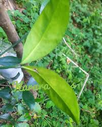 Image result for Garcinia volkensii