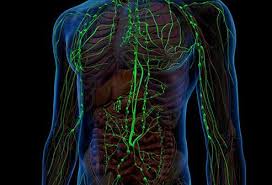 Blood contains blood cells, chemicals and proteins. Non Hodgkin S Lymphoma Types Treatment Symptoms Stages Survival Rate