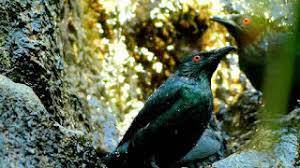 Mengenal Keunikan Burung Cucak Keling Yang Bisa Menirukan Berbagai Kicauan Pamankicau