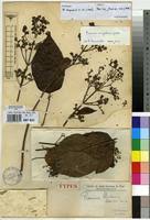 Image result for Premna angolensis