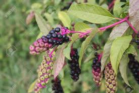 The berries look like something in between a serviceberry and an aronia berry. American Pokeweed Plant With Purple Berries Stock Photo Picture And Royalty Free Image Image 68574976