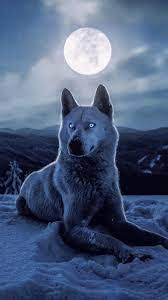 ❤ get the best wolf wallpaper hd on wallpaperset. White Wolf Phone Wallpapers Top Free White Wolf Phone Backgrounds Wallpaperaccess