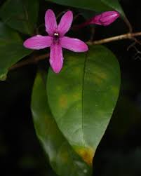 Image result for Barleria sp. B