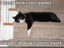 Funny Pictures Cat Is Three Steps Into An Epic Journey Funny Cat Fails Funny Animals Cute Funny Animals