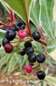 Image result for Ardisiandra wettsteinii