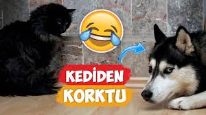 Kedilerden Korkan Kopekler 2018 Derleme Eglenceli Anlar Youtube