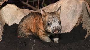 Image result for Northern hairy-nosed wombat