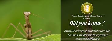 Praying Mantis Are The Only Insects That Can Turn Their Head Side To Side 180 Degrees Their Eyes Can See Movement U Did You Know Wildlife Facts Praying Mantis