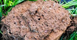 Their burrowing activity improves the soil by increasing air and water movement while helping decompose thatch. Earthworms Improve The Soil By Burrowing