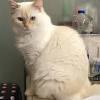Cfa reg gorgeous beautiful affectionate purring fluffy silky soft male excellent pedigree the parents are pkd dna neg. Https Encrypted Tbn0 Gstatic Com Images Q Tbn And9gcs3lrrlajttmpsrds6yfdk0juqfbzff Iu271w5b5w21 V24c Q Usqp Cau